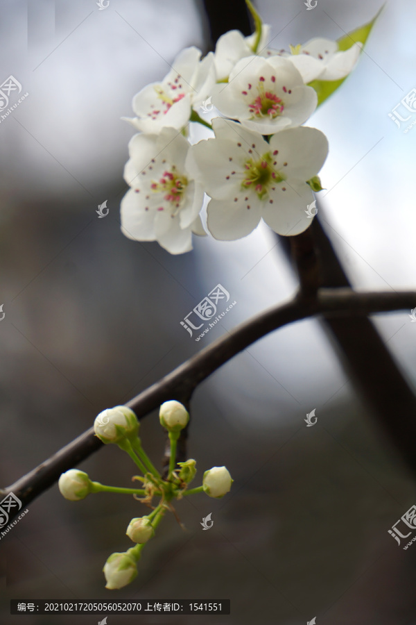 梨树花