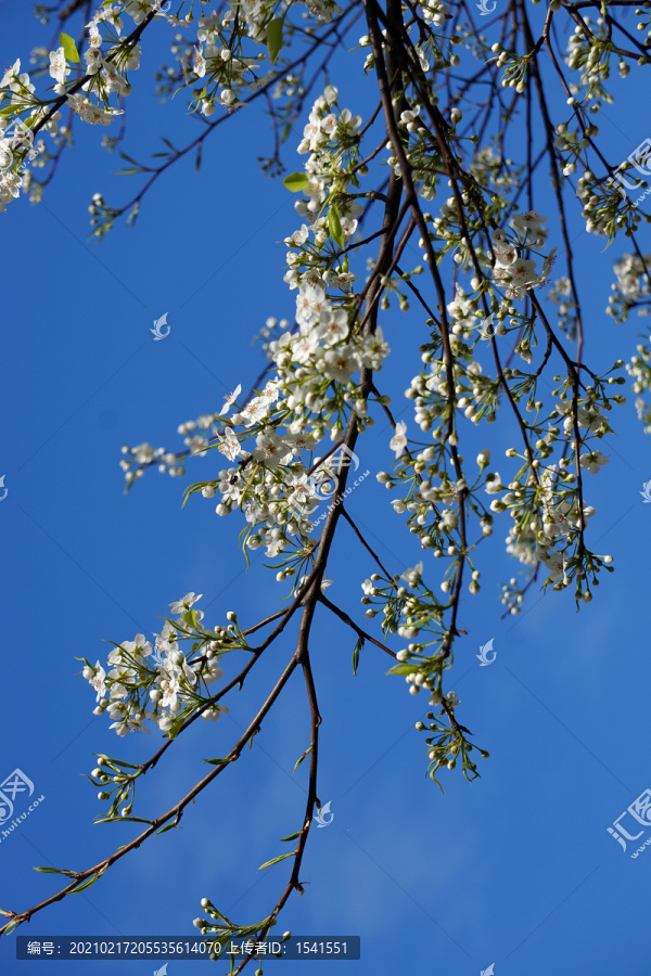 春天梨花树