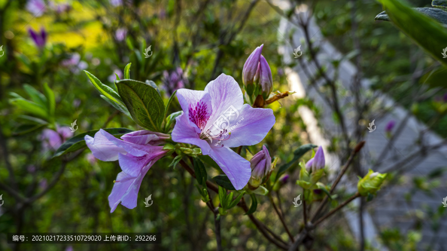 早春盛开的鲜花