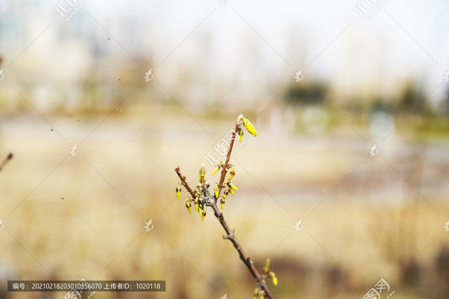 春芽