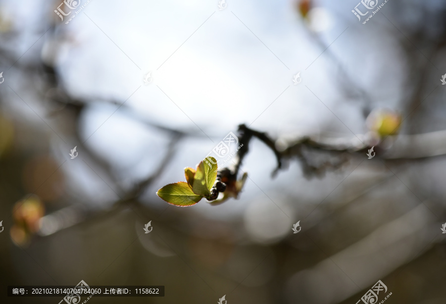 春芽萌动雨水至