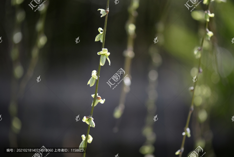 春芽萌动雨水至