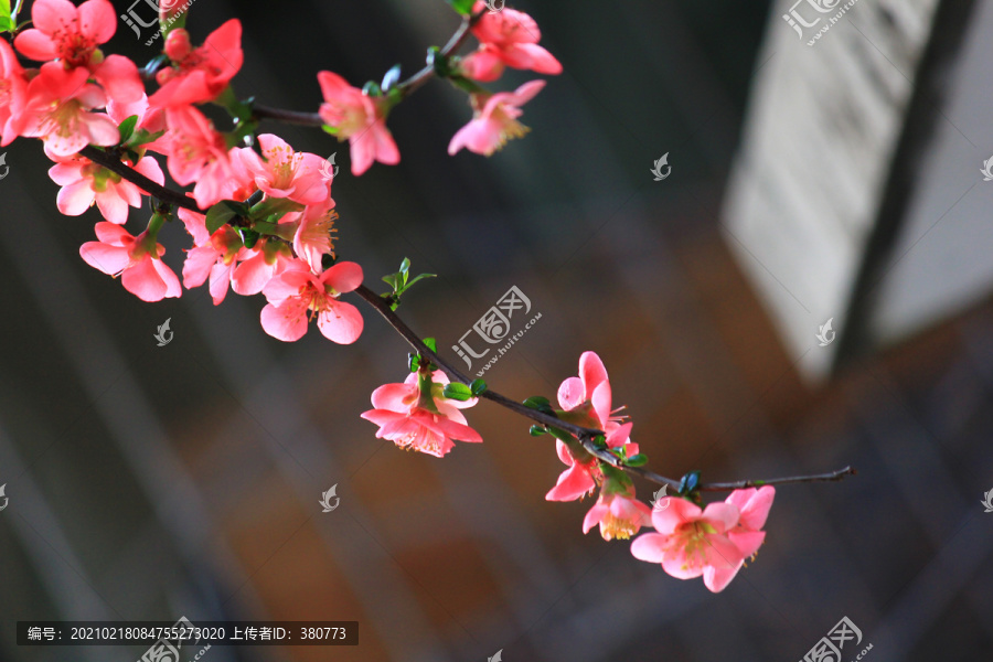 铁脚海棠花