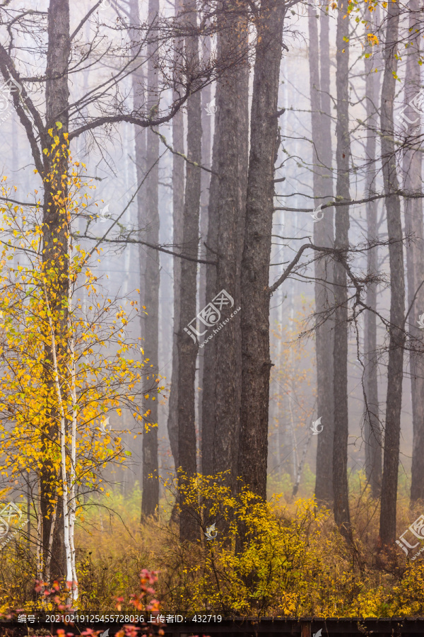 秋季森林迷雾