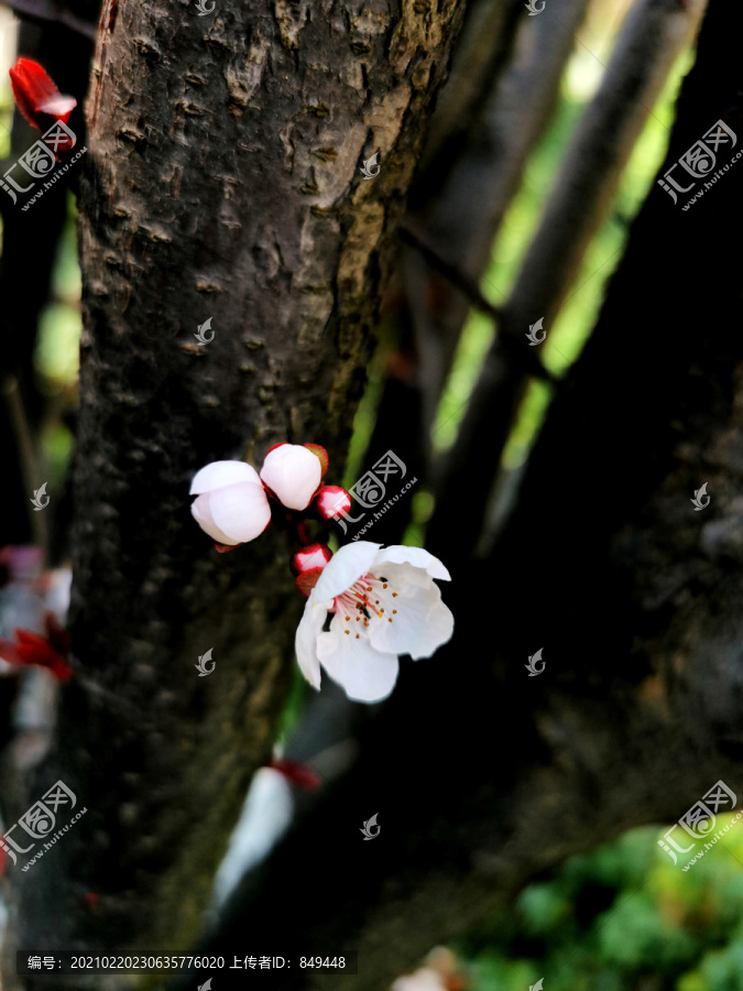 紫叶李开花