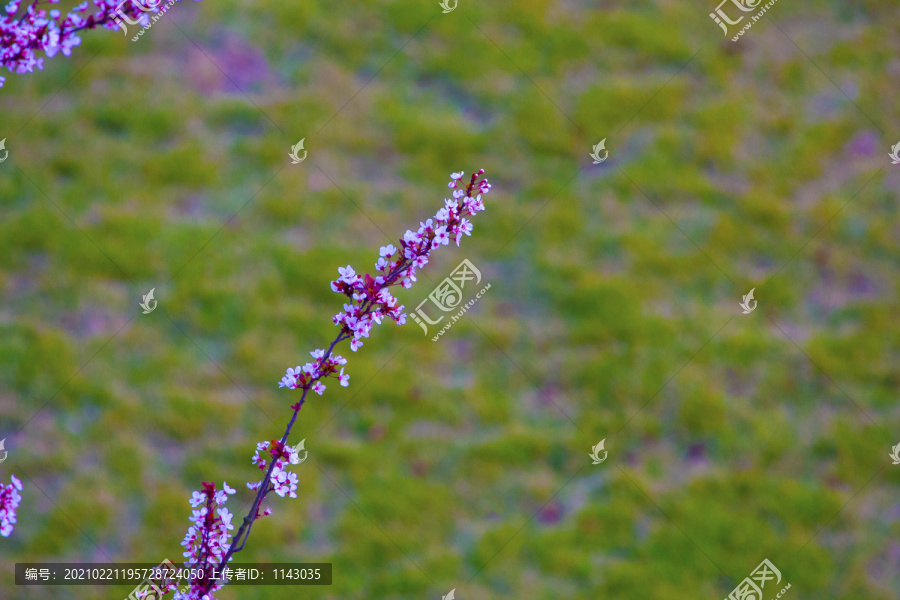 山桃花一枝山桃花