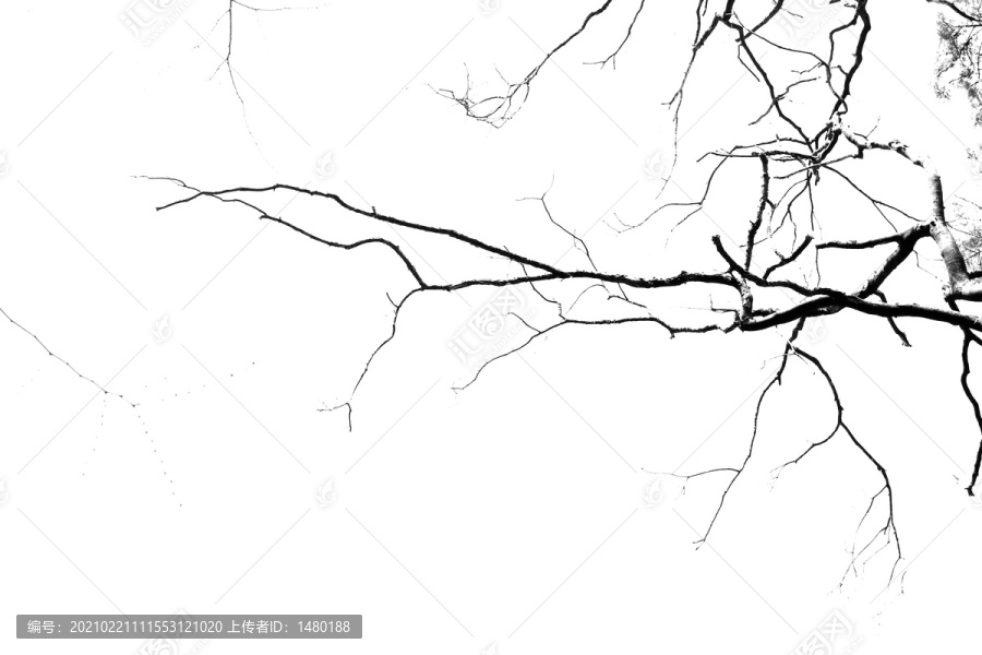 黑白水墨树枝