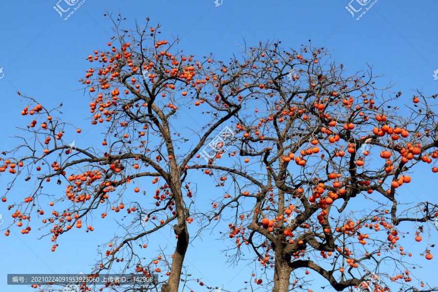 秋冬柿子树
