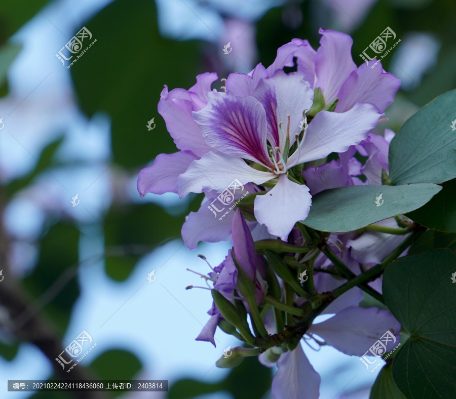 鲜花盛开花团锦簇洋紫荆花朵