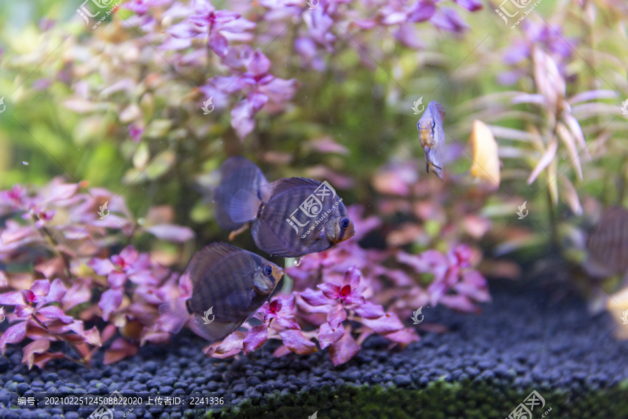 水族箱观赏鱼