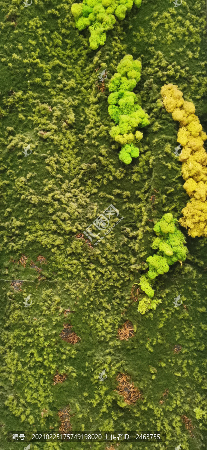 苔藓植物背景墙