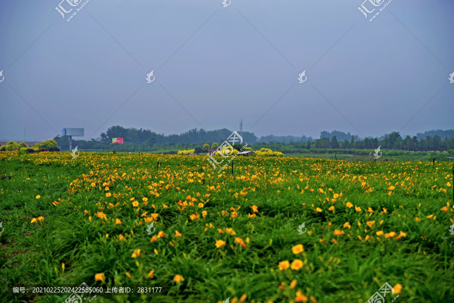 昌平七孔桥花海