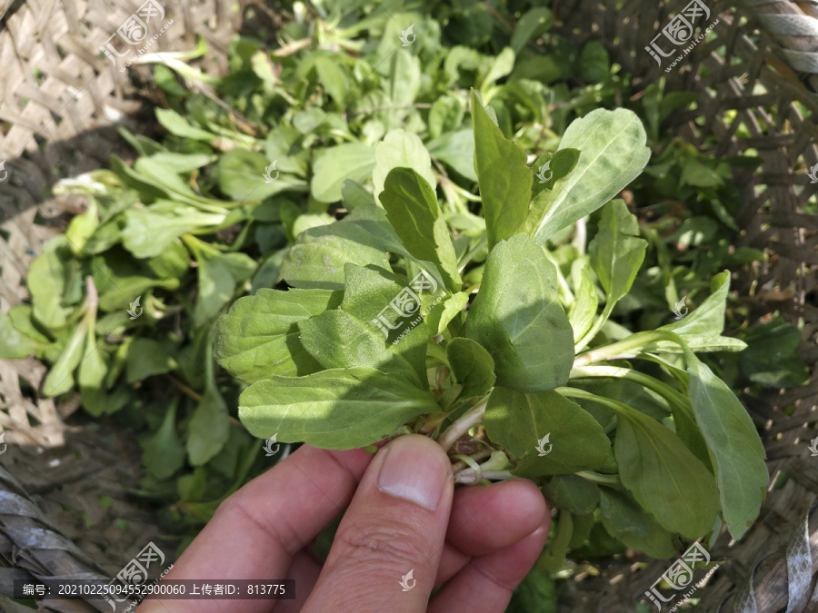 野菜马兰头