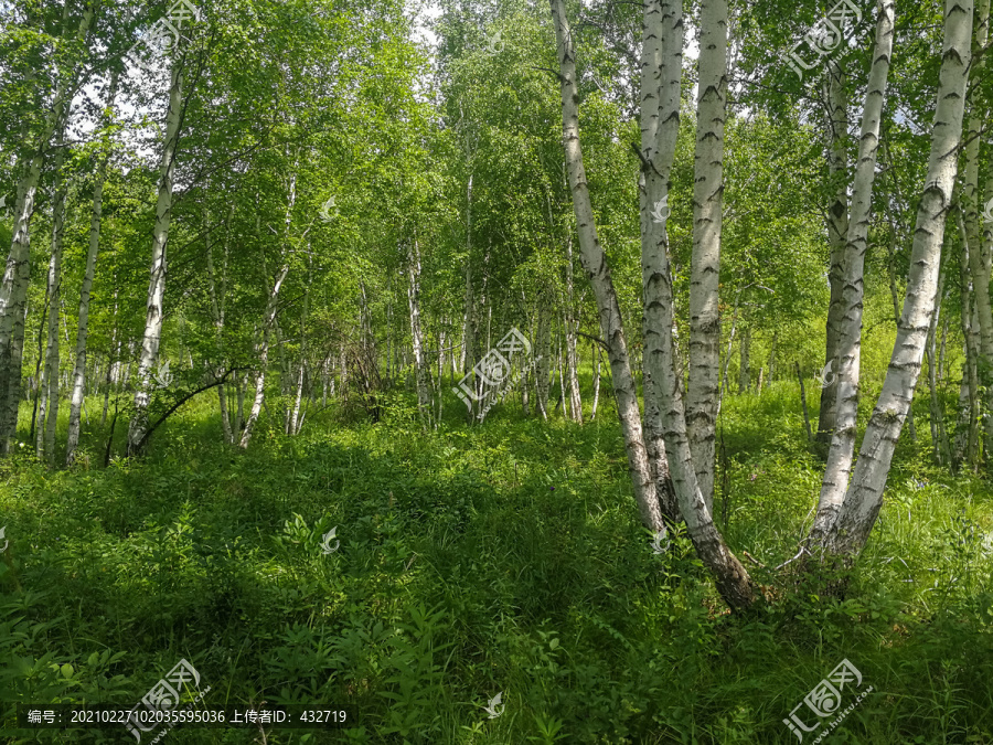 夏季白桦树桦树林