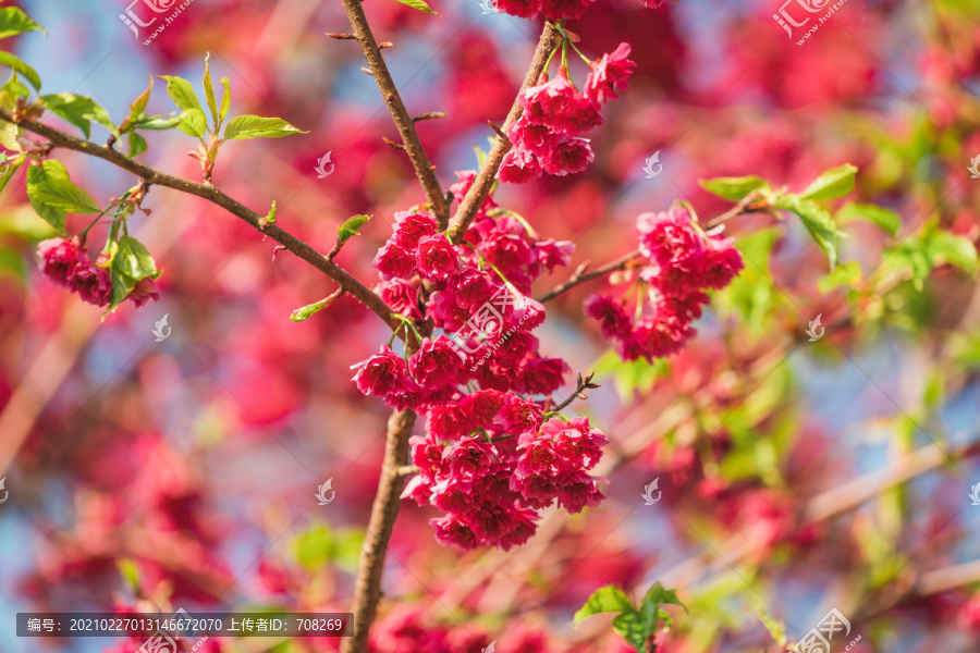 春天阳光下的红色樱花树