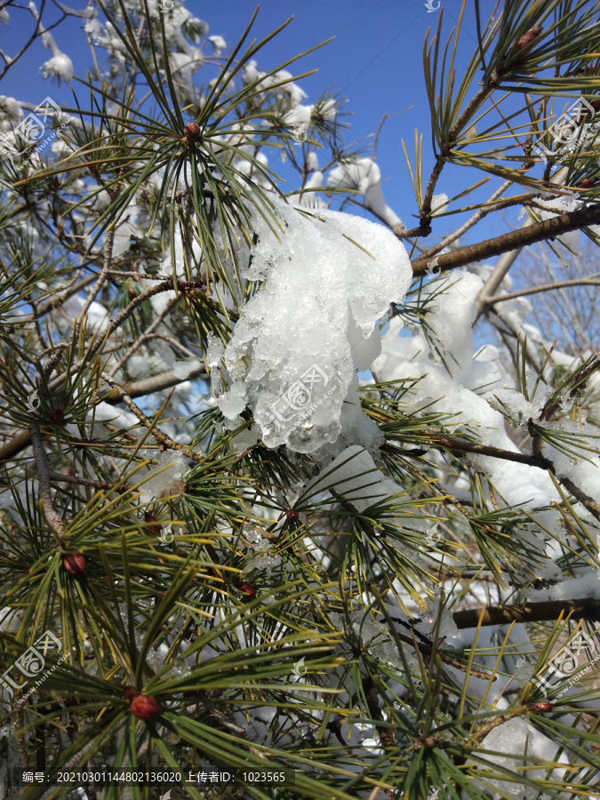 雪松