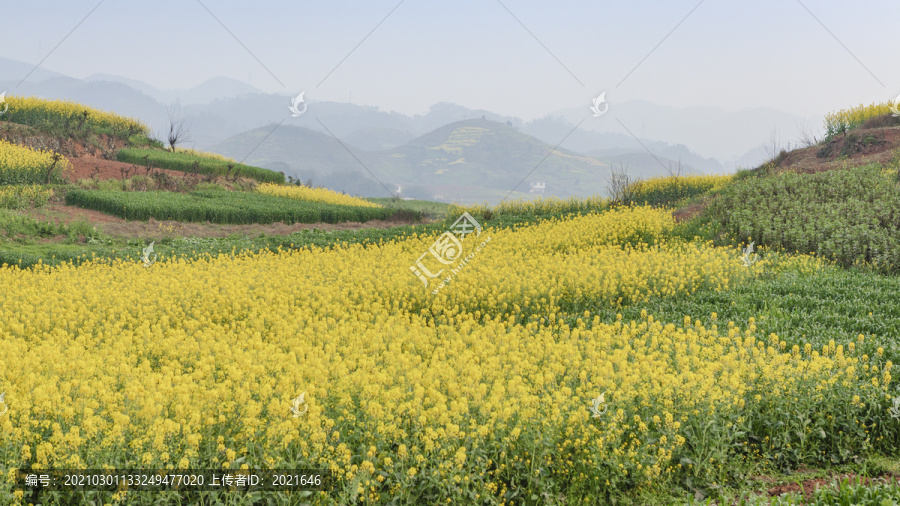 春天乡村田野盛开的油菜花