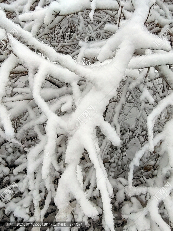 白雪