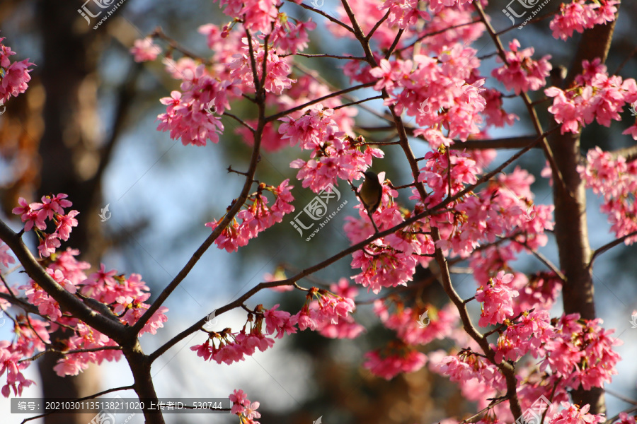 樱花