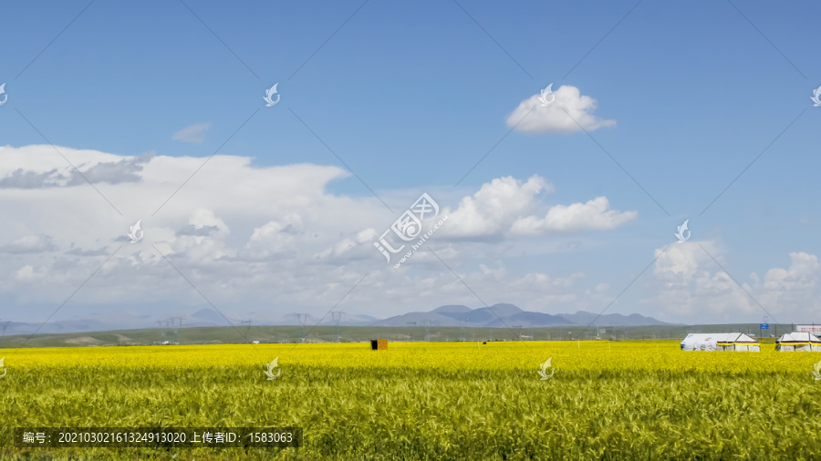 青海油菜花