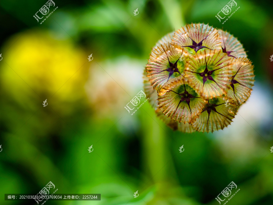 星芒松虫草