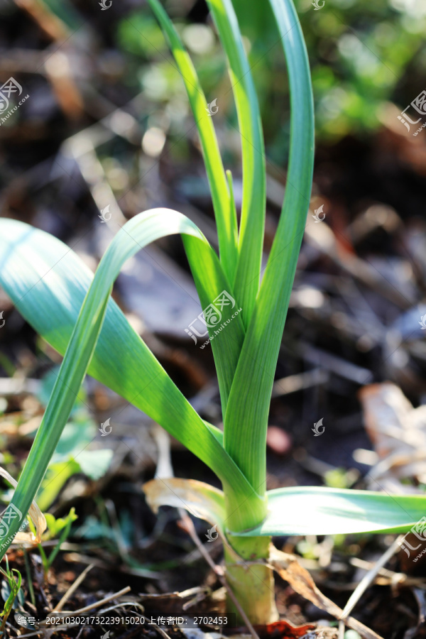 大蒜种植