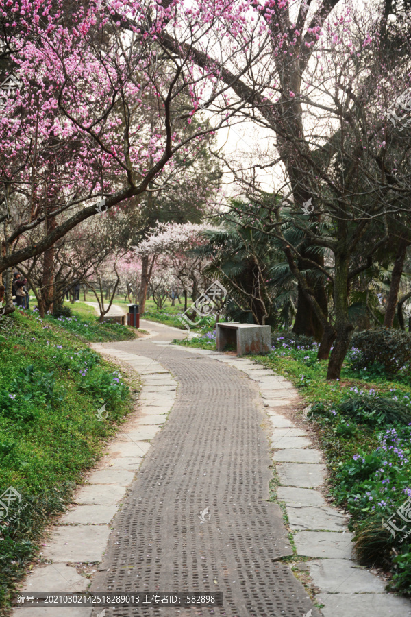 梅园小路