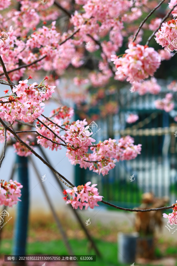 东湖樱花园