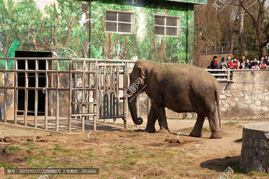 动物园的大象