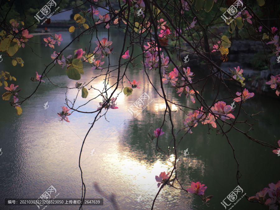 柳州紫荆花