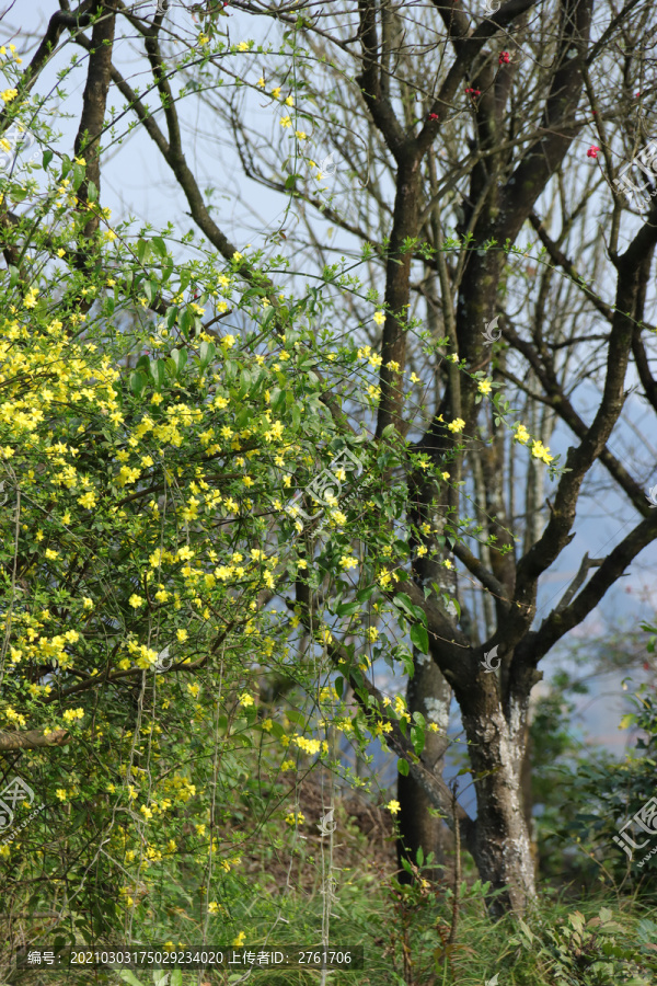 迎春花盛开