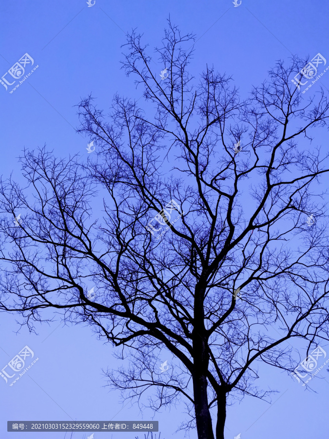 冬天的大树枯树枝天空背景