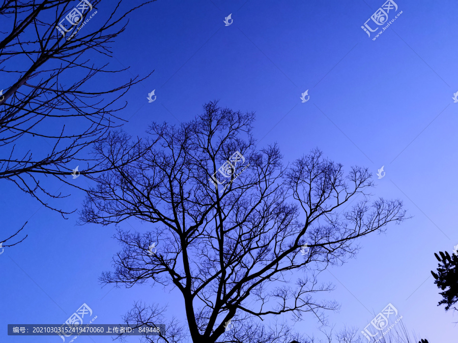 冬天的大树枯树枝天空背景