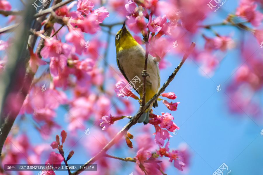 樱花太阳鸟