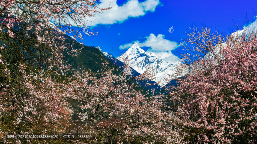 西藏林芝春天桃花盛开