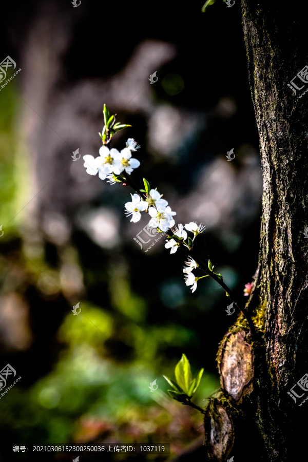 春暖花开