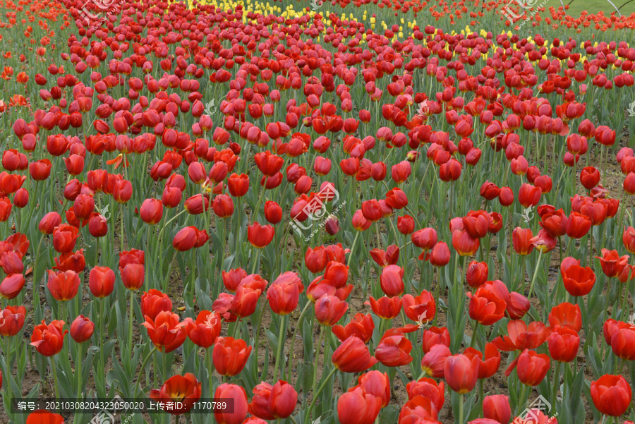 公园郁金香花卉