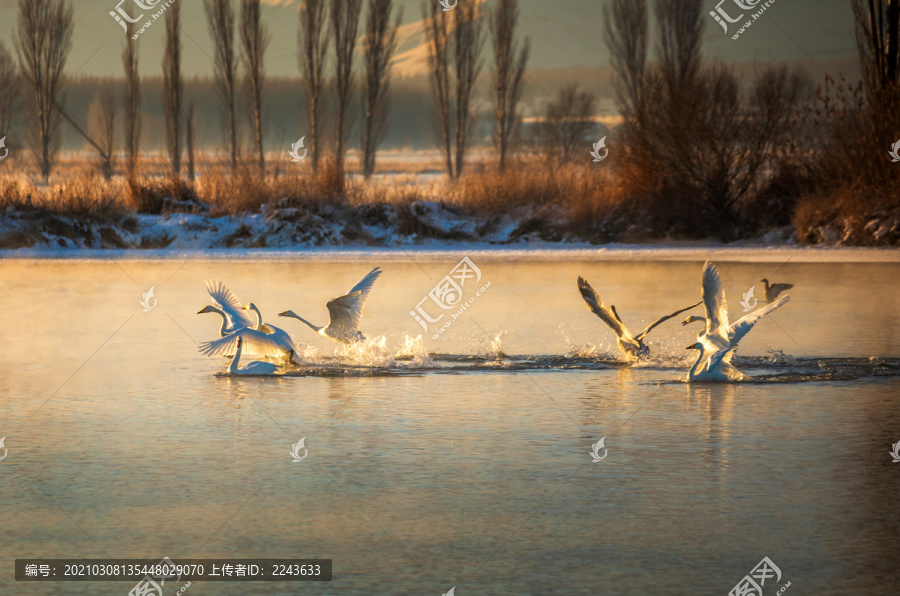 冬天天鹅湖嬉戏的天鹅