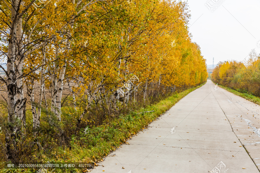 秋季路边金色白桦林
