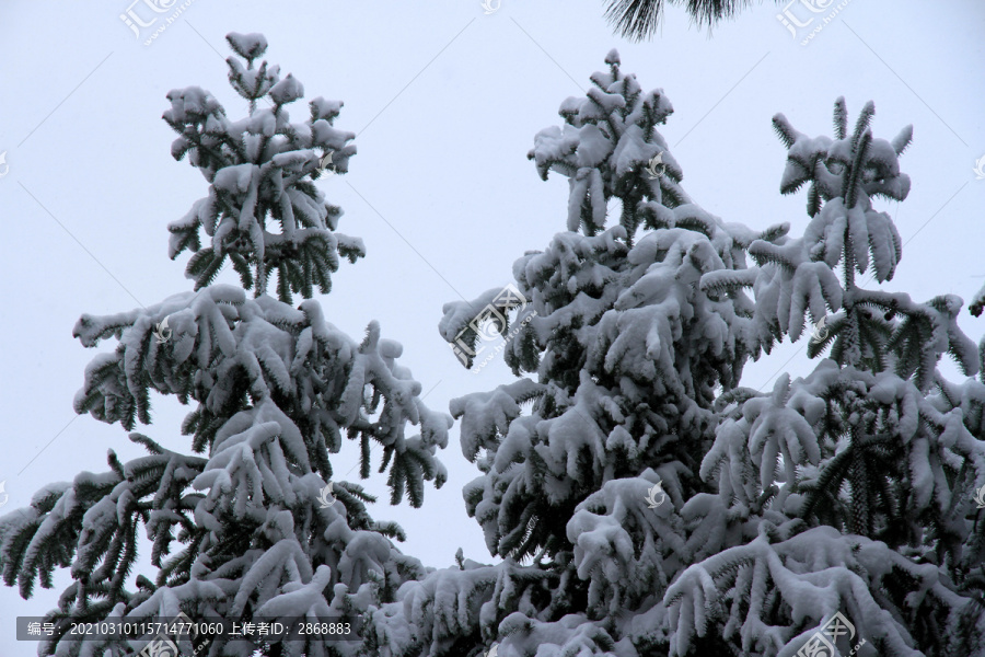 雪景圣诞树