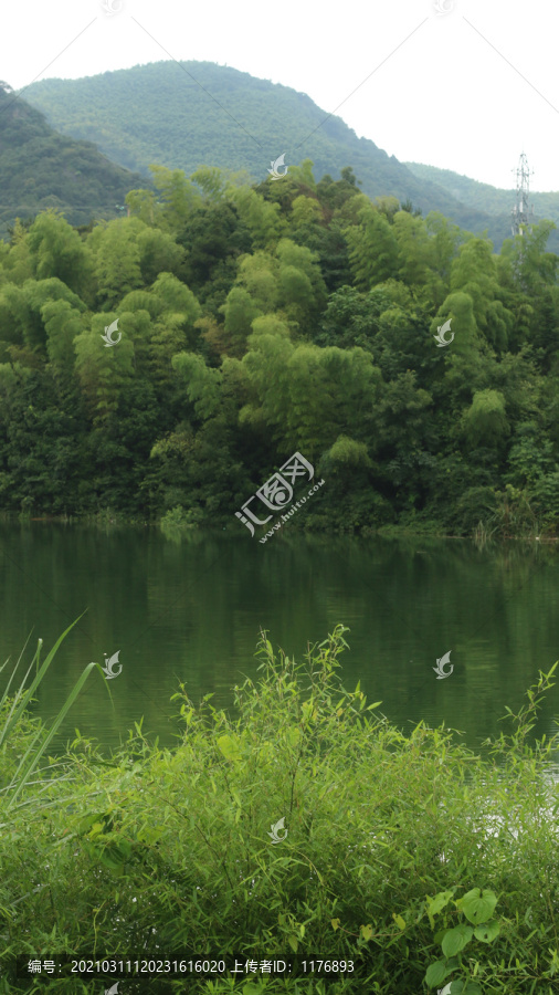 湖边的竹丛