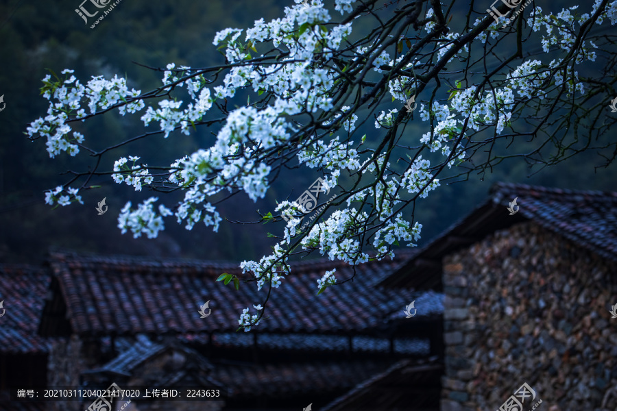 一树梨花带春雨