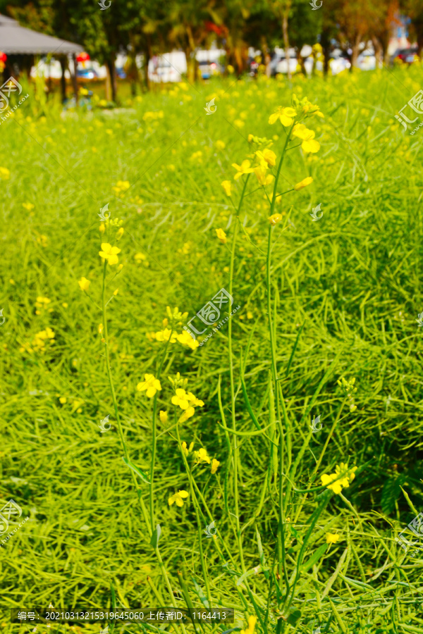 油菜花田