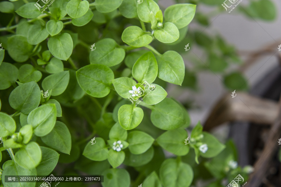 繁缕草