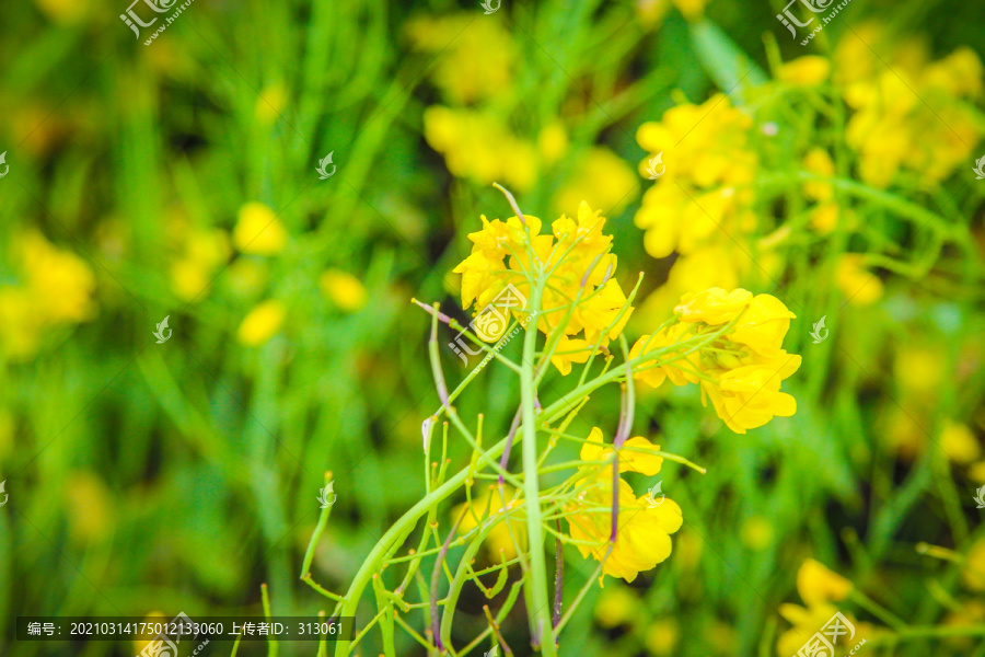 油菜花