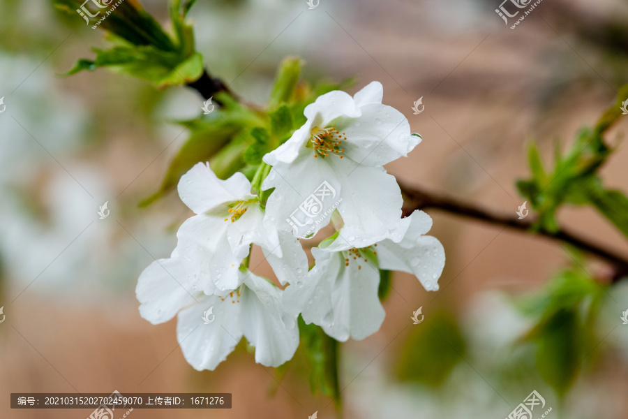 白色樱花