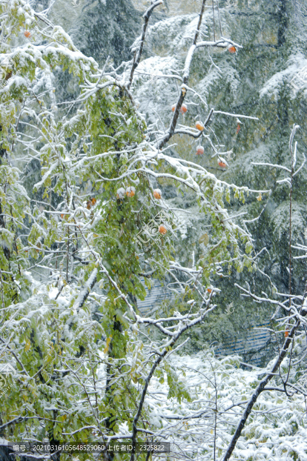 白雪压青松