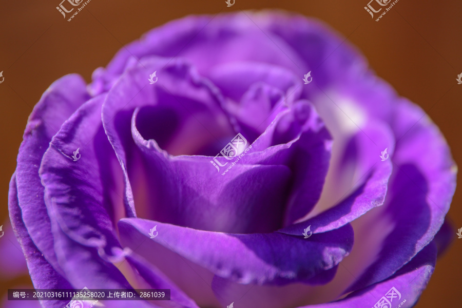 紫色的洋桔梗花