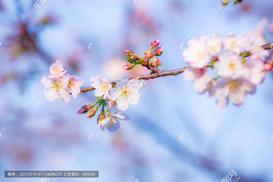 阳光下的白樱花