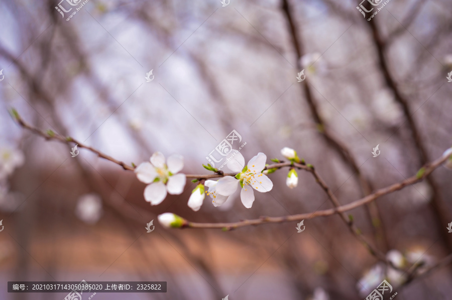 梨花